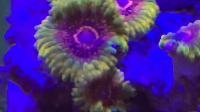 Grand Master Krakatoa Zoas. Интернет магазин REEF EXCLUSIVE смотреть онлайн