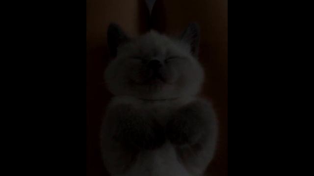?Милые котята, маленькие крохи. Умилительное видео 2019 (выпуск 5)? смотреть онлайн