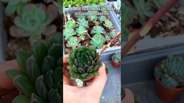 Божественная красота! Эхеверия сетоза цветет смотреть онлайн