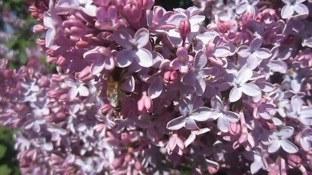 Весна. Цветёт Сирень. Гудят Пчёлы. Май (Spring. May. Lilac) смотреть онлайн