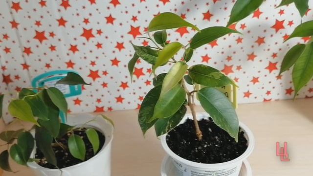 обзор коллекции фикусов начало 2021 года