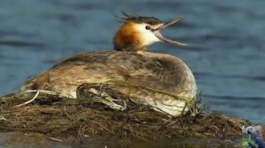 Голоса птиц: большая поганка, или чомга
