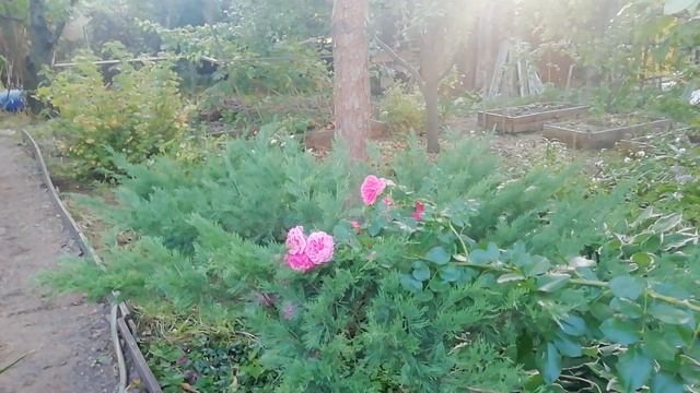 VID_20240915_172600.mp4 смотреть онлайн