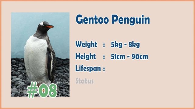 Sneak Peek NEW Animal Penguin! (December 2022) | Animal Jam Play Wild смотреть онлайн