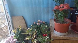 Как зимой сохранить хризантему мультифлора дома? мой опыт