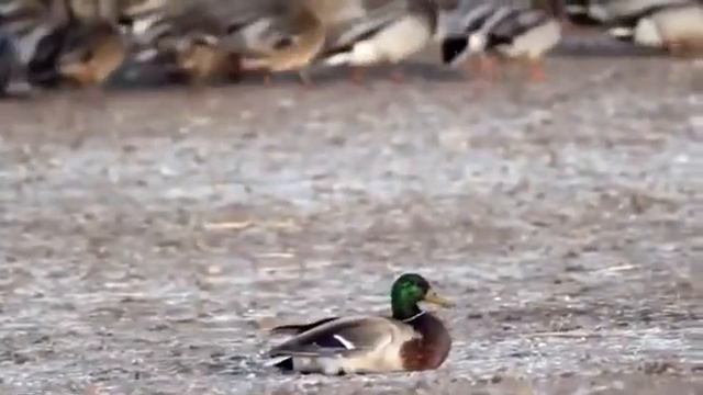 Dunyodagi Eng Tezkor Qush Sapsan Haqida