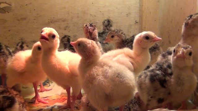 индюки микс из Белоруссии,индюк голубой,черный,палевый,бронзовый смотреть онлайн