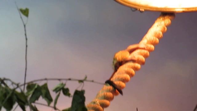 Серебристые игрунки не хотят воспитывать малыша 03.03.2020 смотреть онлайн