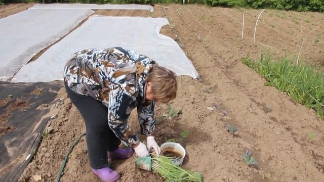 Лук-Порей в Открытом Грунте. Порей для Уплотнения Посадок. (03.06.17) смотреть онлайн