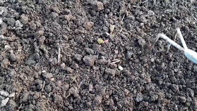 Уход за клубникой после зимы  Меняем тактику