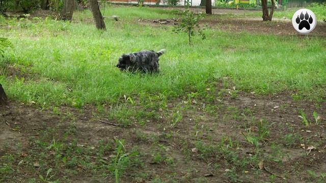 АНГЛИЙСКИЙ КОКЕР СПАНИЕЛЬ. Плюсы и минусы породы ENGLISH COCKER SPANIEL смотреть онлайн