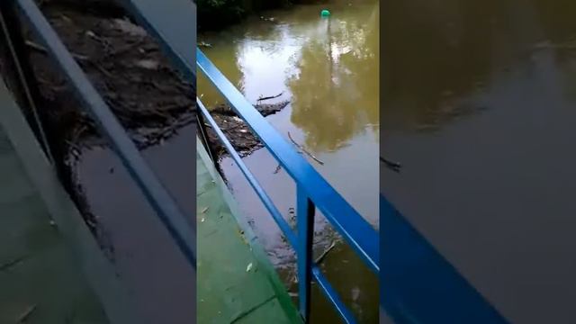 Крокодил на речке смотреть онлайн