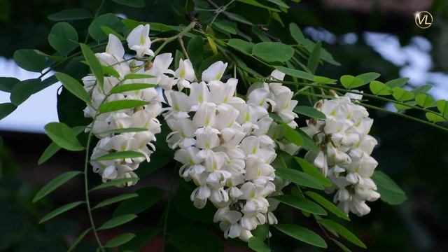 ШИКАРНО Акация белая, музыка для души//белой акации гроздья душистые/цветы акации видео 4к Logashev смотреть онлайн