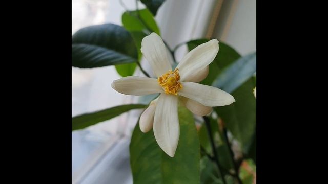 Цветение комнатного лимона смотреть онлайн