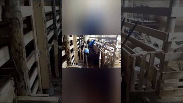 Пришиваем Адельке шкуру. Гвозди в заборе. смотреть онлайн