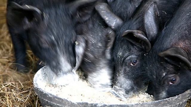 Крупная черная порода свиней | Свиноводство | Английская Черная свинья смотреть онлайн