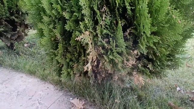Весенние проблемы. Тля на туях. Последствия смотреть онлайн