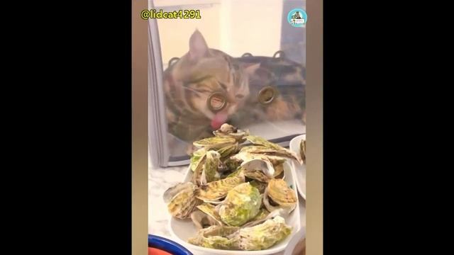 Головомойка. смотреть онлайн