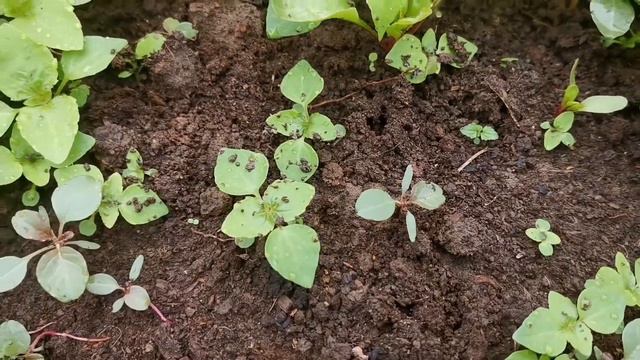 12.06.21г. Первые заготовки☘️🌱 на зиму, 👍💯 смотреть онлайн