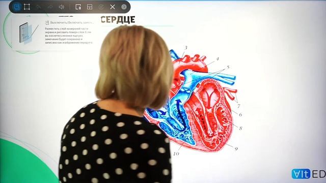 Кровеносная система. Круги кровообращения.
