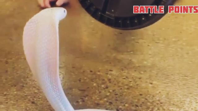 black mamba vs king cobra tamil ! king cobra vs black mamba tamil ! யாருக்கு வெற்றி ! battle points смотреть онлайн