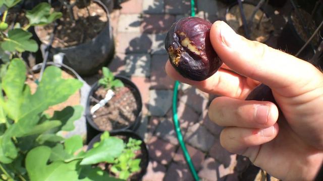 De Tres Esplets FIG from SPAIN: 3 Crops смотреть онлайн