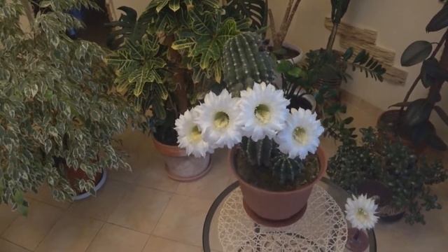 ЧТО ДЕЛАТЬ, ЧТОБЫ КАКТУС ЗАЦВЕЛ? Обильное цветение Эхинопсиса. НЕ МОГУ. смотреть онлайн