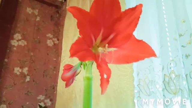 Мои любимые цветочки цветут . смотреть онлайн