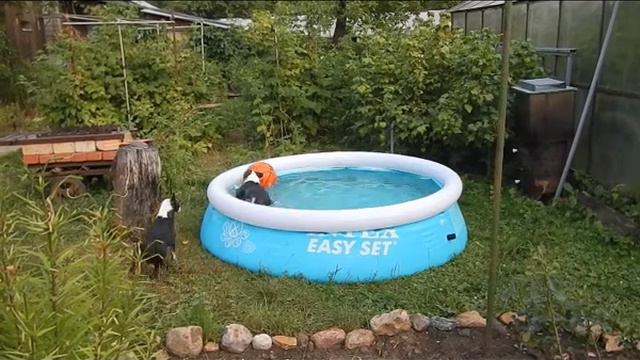 Бостон- терьер и водное поло. Очень забавное видео. смотреть онлайн