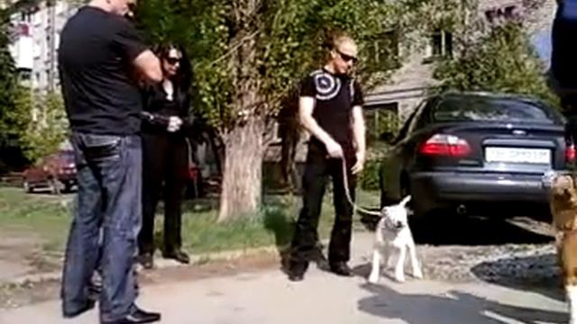 Бультерьер Белый! Доставим в любой город! Тел в Украине 8 066 297 16 76 6 смотреть онлайн