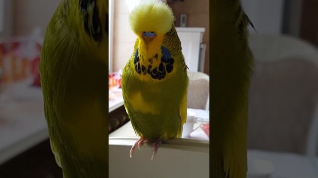 Выставочный волнистый попугай Гоша  2