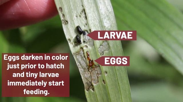 UMass Extension's InsectXaminer Episode 2: Lily Leaf Beetle Life Cycle смотреть онлайн