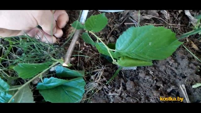 Как гарантированно вырастить корнесобственный саженец фундука из одревесневшего спящего черенка. смотреть онлайн