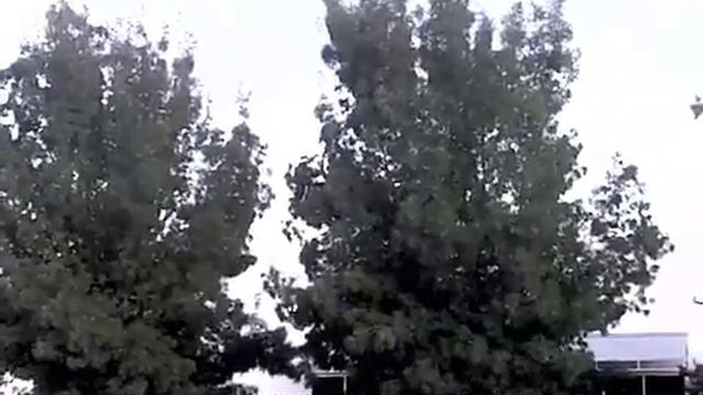 Fraxinus angustifolia 'Raywood' - Raywood Ash смотреть онлайн