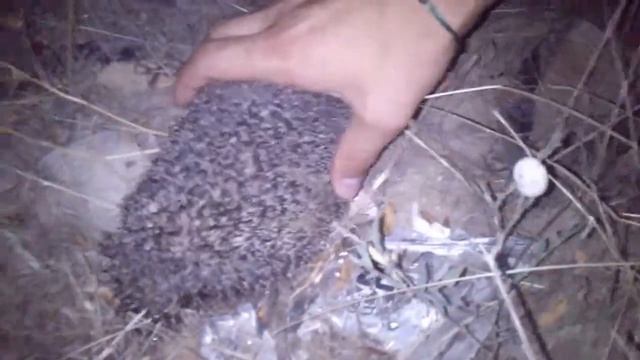 Опасный ёж! смотреть онлайн