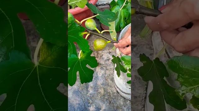 #fresh#anjeer#myroof top garden смотреть онлайн