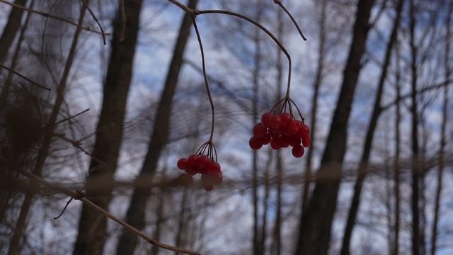 Первый снег, в лесу