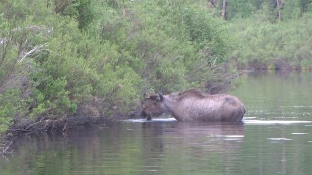 Сохатый(лось) есть водоросли смотреть онлайн