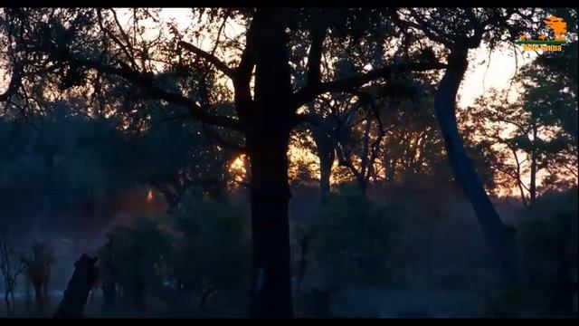 Wild Fauna Сафари диких животных Заповедник Ботсваны смотреть онлайн