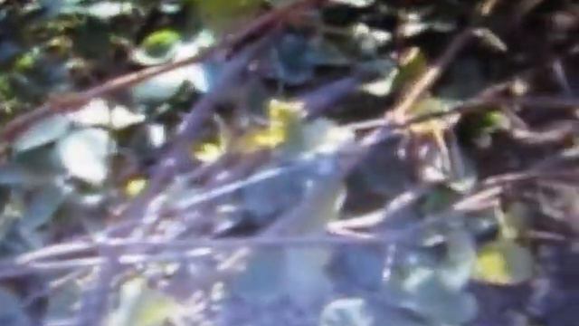 Для чего снимать виноград со шпалеры смотреть онлайн
