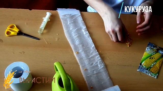 Добрый вечер! В это видео я расскажу, какие сорта кукурузы буду сажать и покажу сам процесс посадки смотреть онлайн
