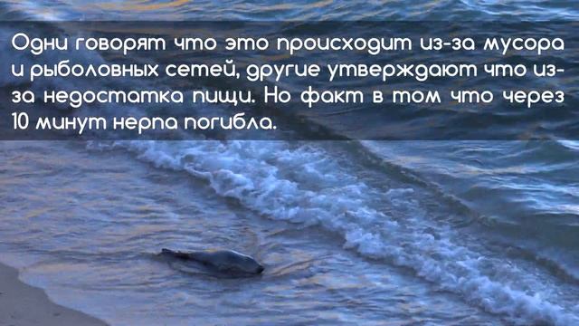 Нерпы выбрасываются на берег Байкала. смотреть онлайн