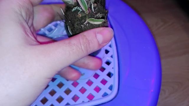 Дендробиум Dwarf Variegated Tricolor огромная разница в цене и качестве растения