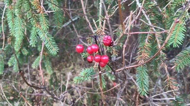 Обзор земли в октябре 2020 / Здесь лес полон сказок и чудес смотреть онлайн