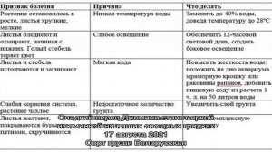 Аквариумное растение лимонник: особенности выращивания и ухода