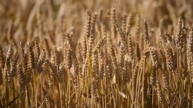 ПОЛУДНИЦА | Страшные русские сказки смотреть онлайн