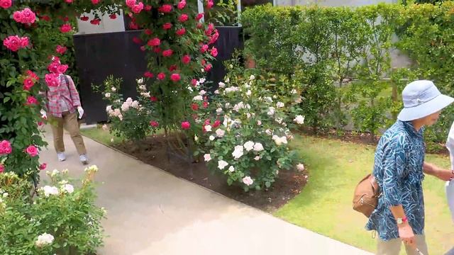 Rose garden of Nakanojo Gardens 2023 Spring. 中之条ガーデンズの春のバラ園 #rose #roses #englishgarden смотреть онлайн
