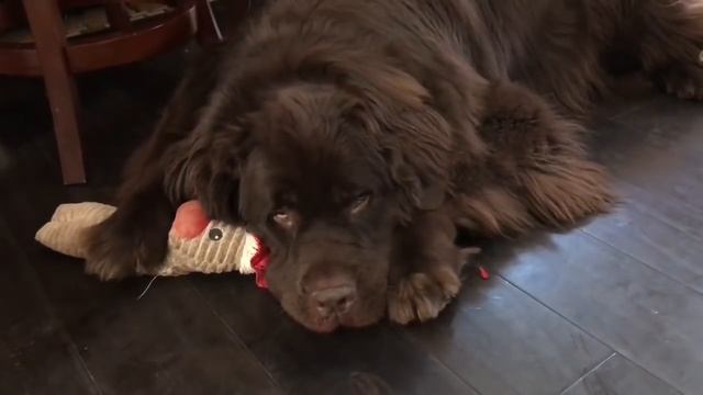 Newfoundland utterly annoyed by his owner смотреть онлайн
