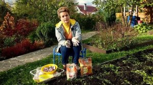 Посадка чеснока от А до Я