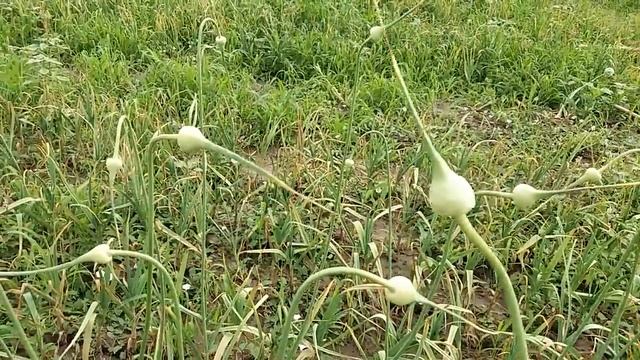Чеснок с опытного участка на 29.06.18 г. Вердикт по однозубке, вессенний (яровой) посадка под зиму. смотреть онлайн